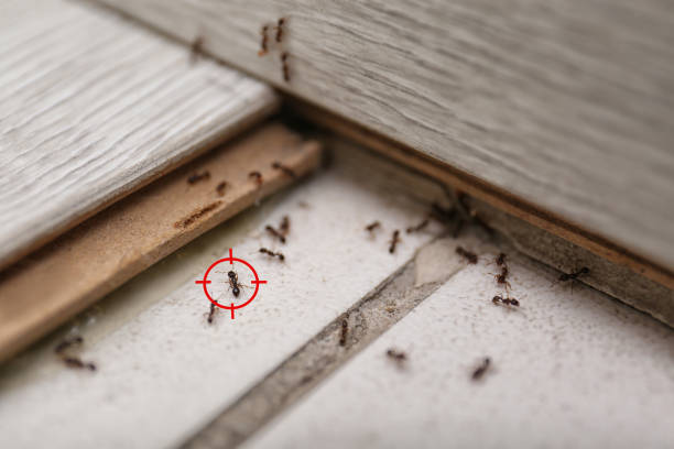 Best Local Pest Control Services  in Marion, TX